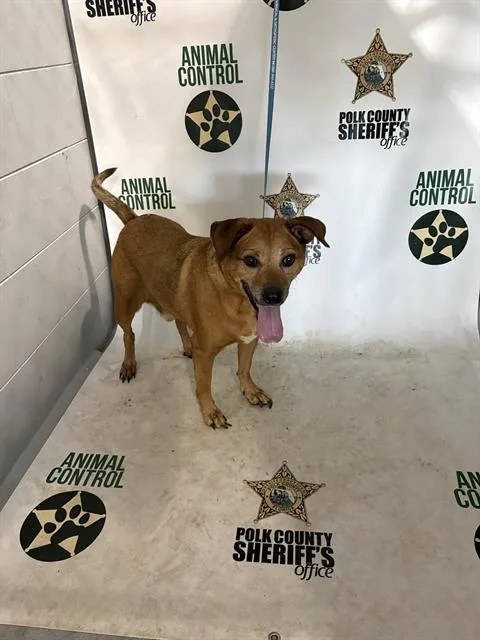 A senior medium-sized male Black Mouth Cur dog named Blue for adoption in Winter Haven, FL