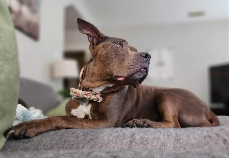 Isabelle thumbnail 3