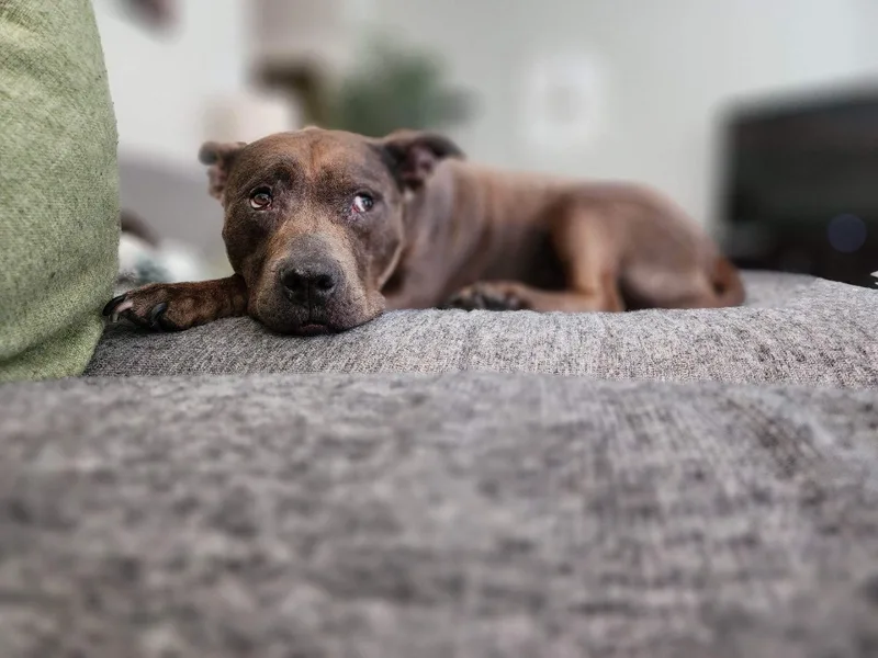 Isabelle thumbnail 4