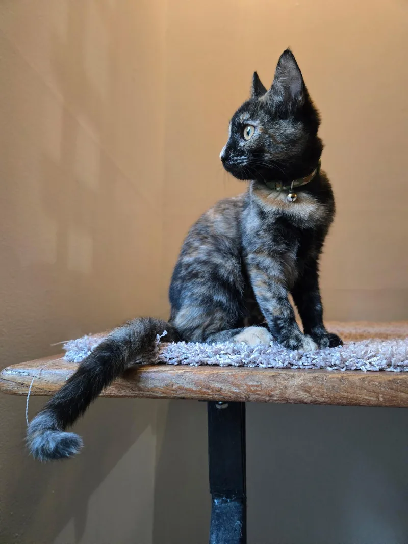 A young medium-sized female Tortoiseshell cat named Aphrodite for adoption in Rochester, NY