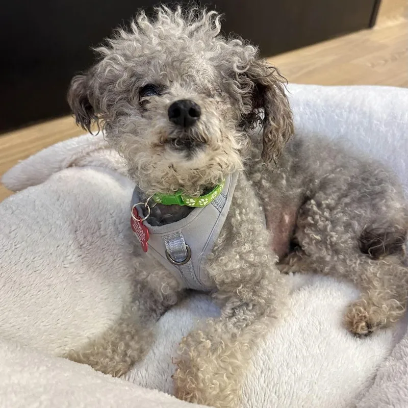 A senior small-sized female Gray / Blue / Silver Poodle dog named London Fog for adoption in San Francisco, CA