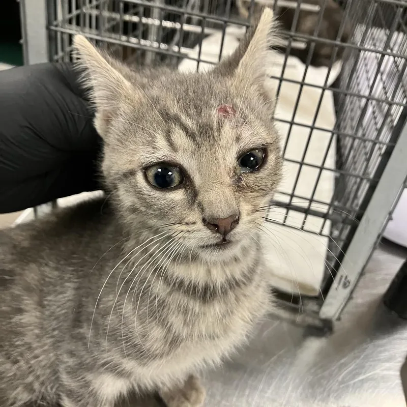A baby small-sized female Gray / Blue / Silver Domestic Short Hair cat named Joansey for adoption in Las Cruces, NM