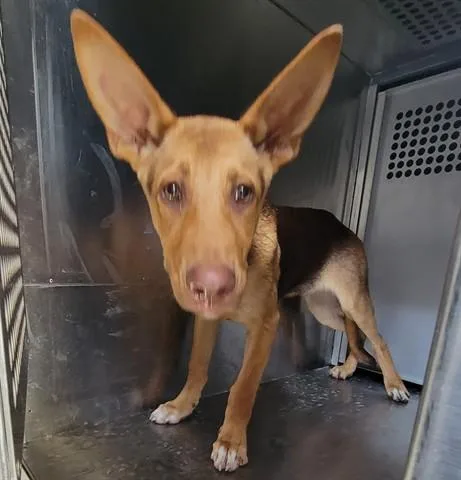 A young medium-sized male German Shepherd Dog dog named Radar for adoption in Garland, TX