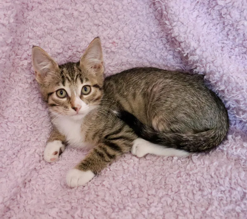 A baby medium-sized female Tabby (Brown / Chocolate) Tabby cat named Wren for adoption in Saint Augustine, FL