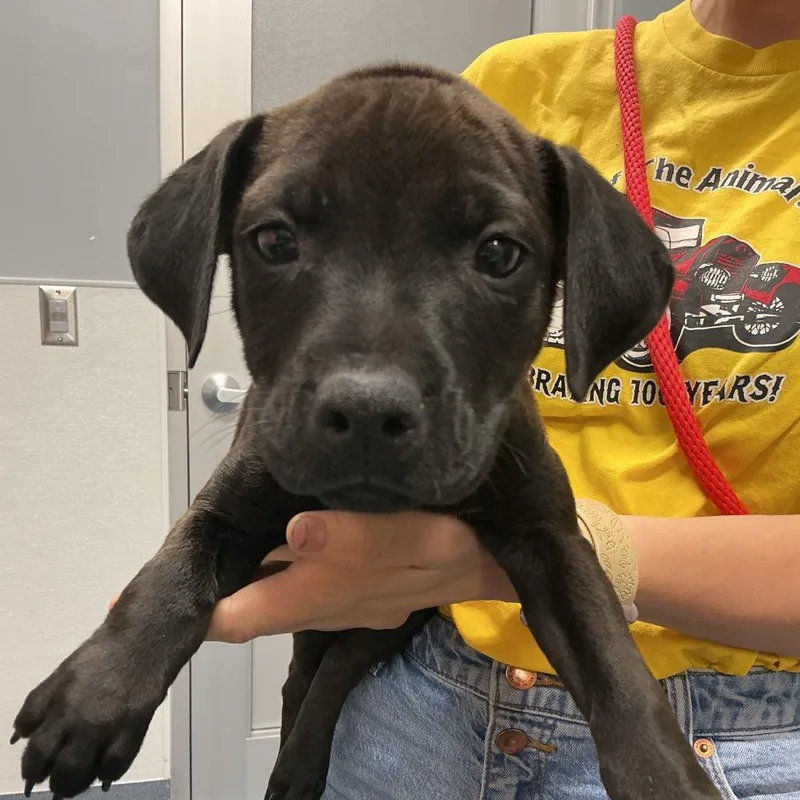 A baby small-sized male Black Labrador Retriever dog named Poseidon for adoption in St Joseph, MO