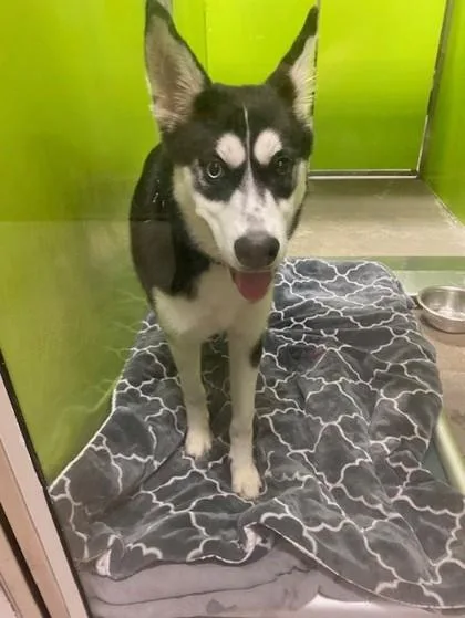 An adult medium-sized female Siberian Husky dog named Athena for adoption in Kansas City, MO