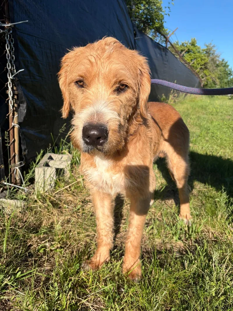 An adult large-sized male Goldendoodle dog named Henry for adoption in Alma, MI