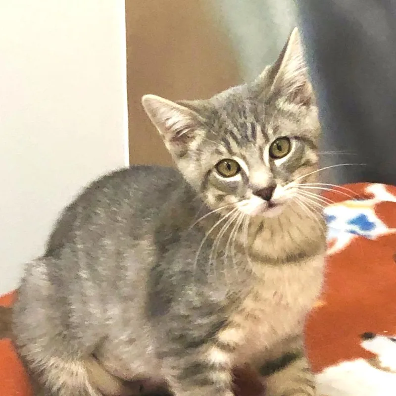 A baby medium-sized female Gray / Blue / Silver Domestic Short Hair cat named Lindsay for adoption in San Jacinto, CA