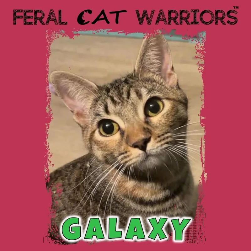 A young small-sized female Brown / Chocolate Domestic Short Hair cat named Galaxy for adoption in Kingman, AZ
