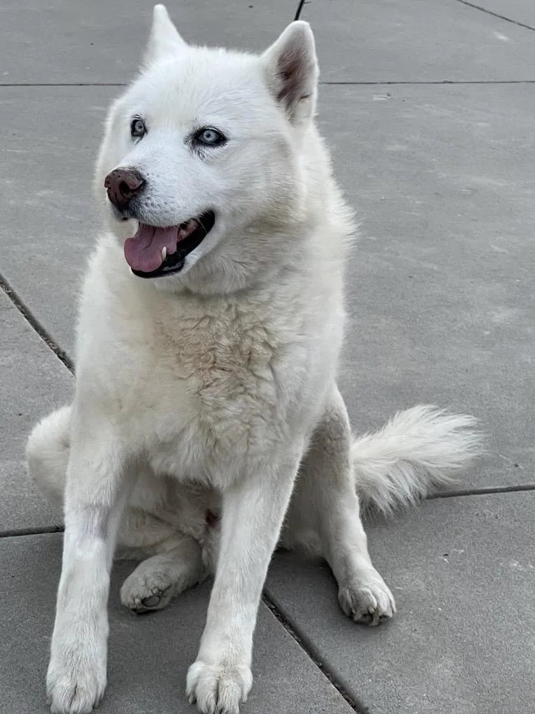 An adult large-sized male White / Cream Siberian Husky dog named Cedric for adoption in Gilroy, CA