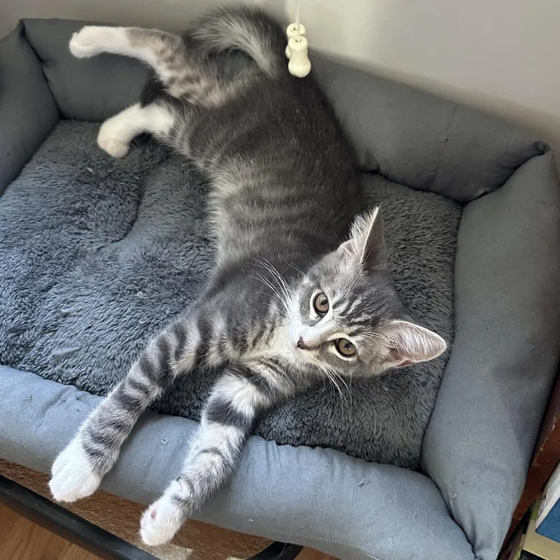 A baby medium-sized female Tabby (Gray / Blue / Silver) Domestic Short Hair cat named Ghost Energy for adoption in Richmond, VA