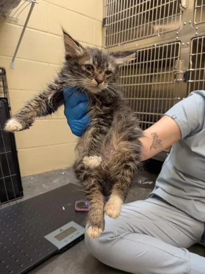 A baby small-sized male Domestic Short Hair cat named Sirius for adoption in Independence, MO