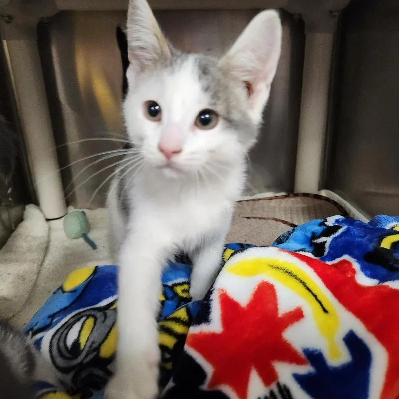 A baby small-sized male White Domestic Short Hair cat named Tiger for adoption in Grand Rapids, MI