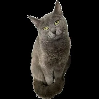 A young medium-sized female Gray & White Domestic Short Hair cat named Stella for adoption in Greensburg, PA