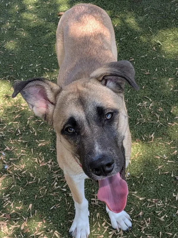 A young large-sized male Mixed Breed dog named Alidoro for adoption in Austin, TX