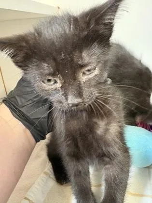 A baby small-sized male Domestic Short Hair cat named Krobus for adoption in Fairfax, VA