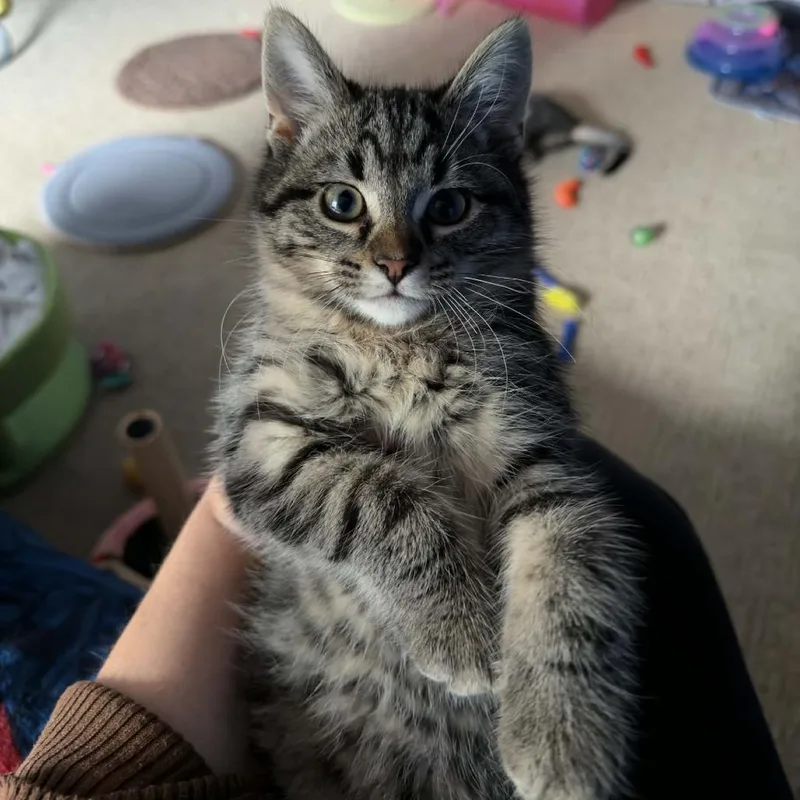 A baby small-sized female Gray / Blue / Silver Domestic Short Hair cat named Catzilla for adoption in Normal, IL