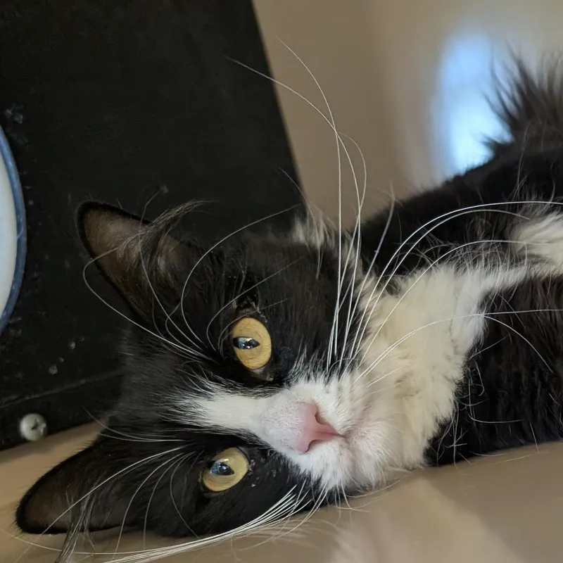 An adult medium-sized female Black & White / Tuxedo Domestic Medium Hair cat named Regina for adoption in Bisbee, AZ
