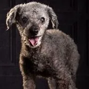 Suzi
