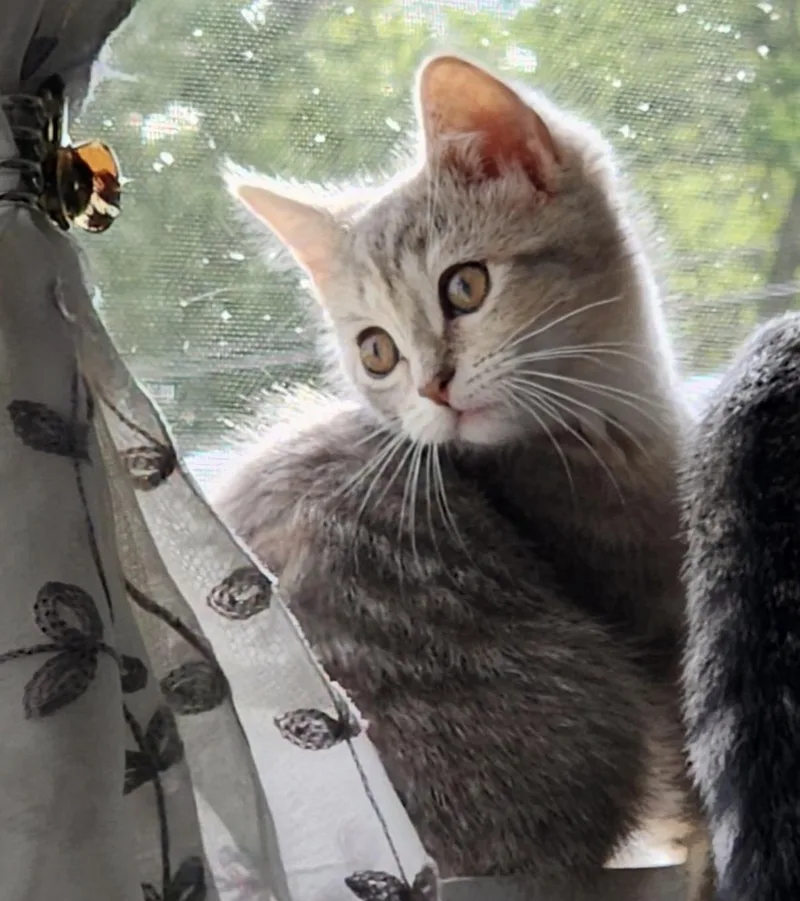 A baby small-sized female Tabby (Gray / Blue / Silver) Domestic Short Hair cat named Livia for adoption in Maineville, OH