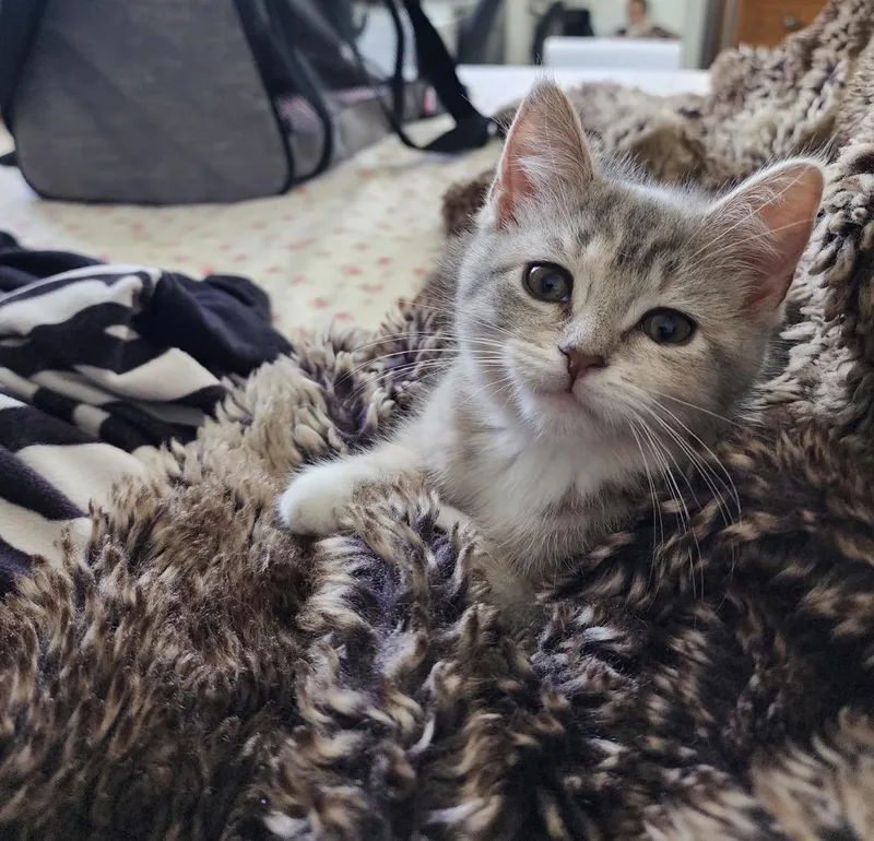 Livia thumbnail 4
