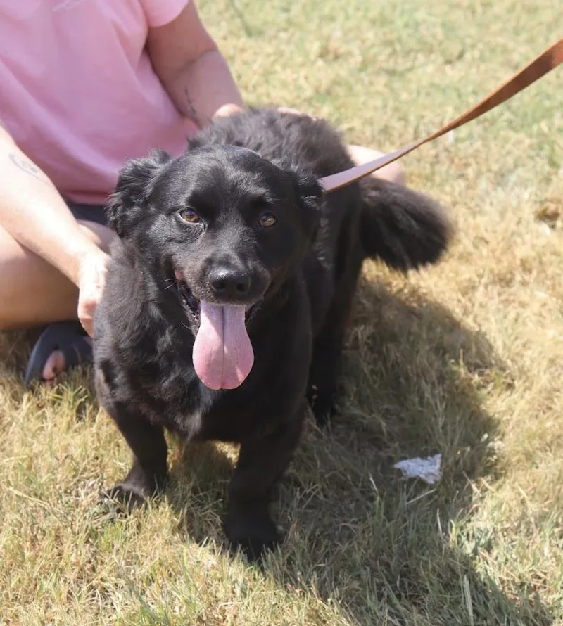 An adult medium-sized male Corgi dog named Gelato aka Otto for adoption in Franklin, TN