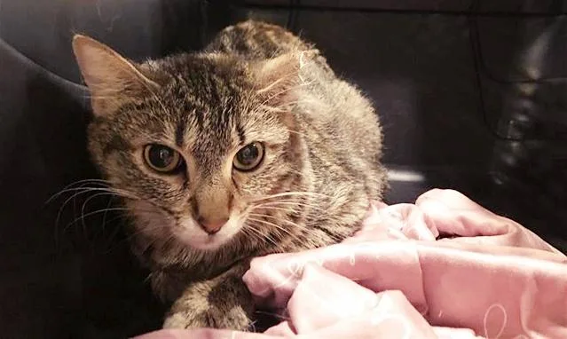 A young medium-sized female Domestic Short Hair cat named Godfrey for adoption in Saint Louis, MO