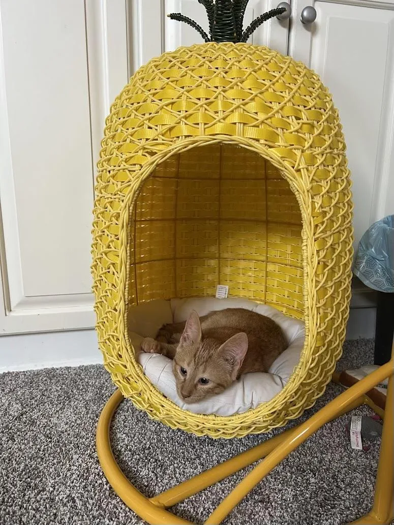 A baby medium-sized female Orange / Red Domestic Short Hair cat named Olive for adoption in Jacksonville, FL