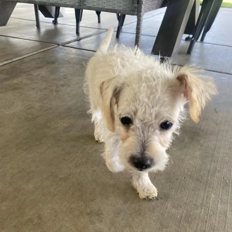 A baby small-sized female White / Cream Standard Poodle dog named Cotton for adoption in Escondido, CA