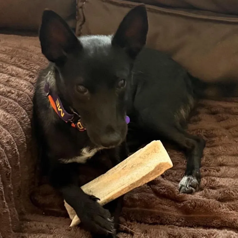 A young small-sized male Black Chihuahua dog named Gobstopper for adoption in Chicago, IL