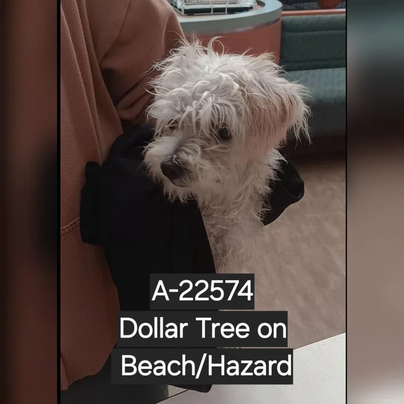 A baby small-sized female White / Cream Terrier dog named Shortbread for adoption in Westminster, CA