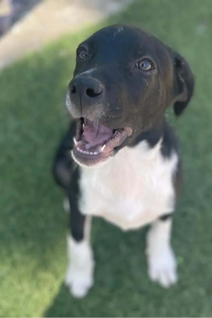 Sammy Songbird thumbnail 3