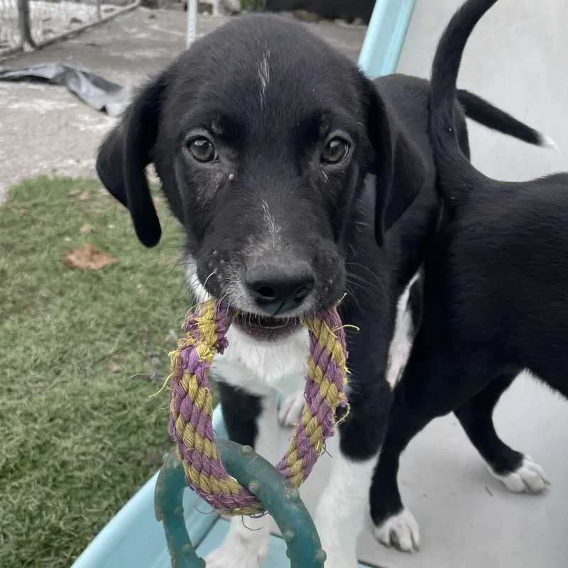 A baby medium-sized male Black Border Collie dog named Sammy Songbird for adoption in Andover, MA