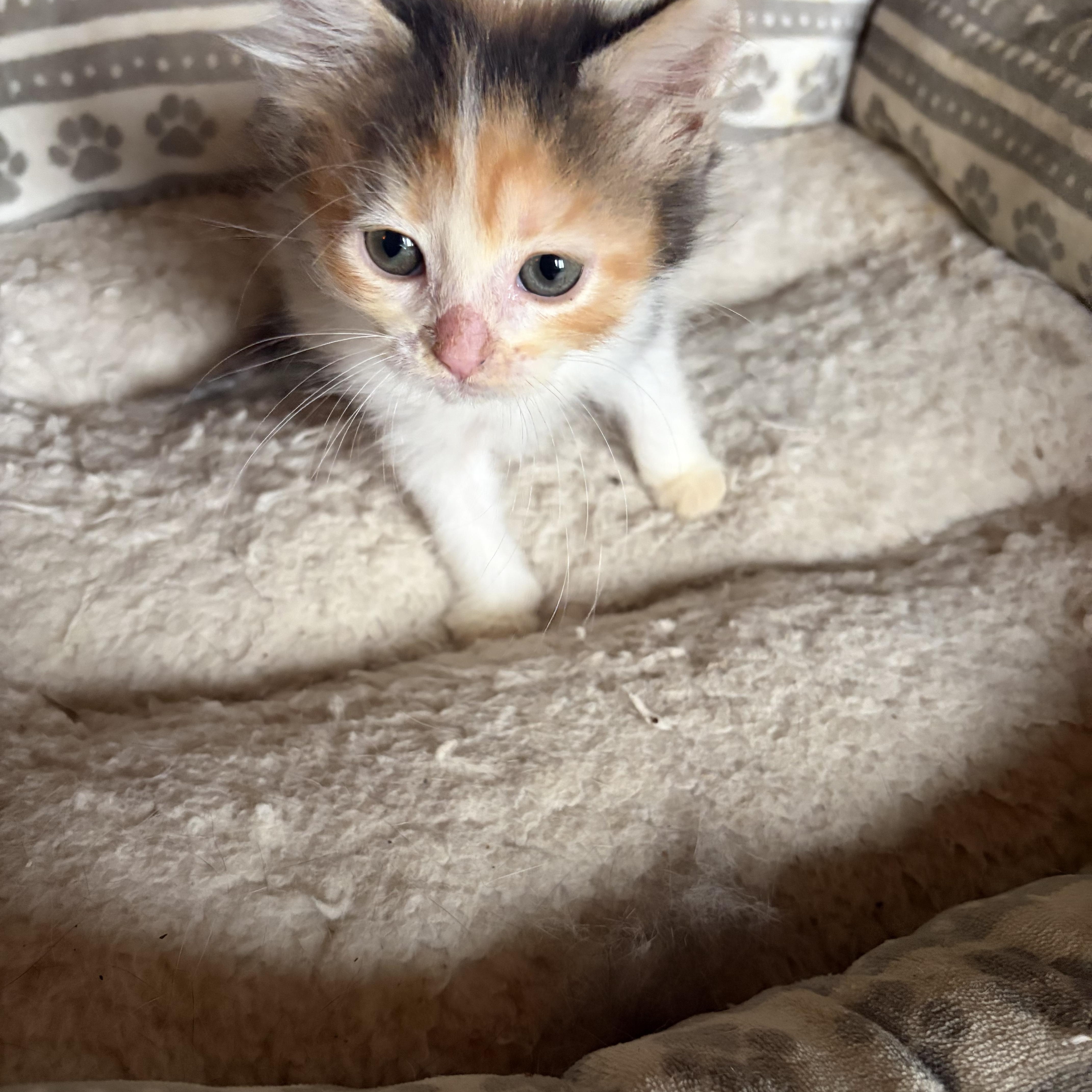A baby small-sized female Calico cat named Ivy for adoption in Coatesville, PA