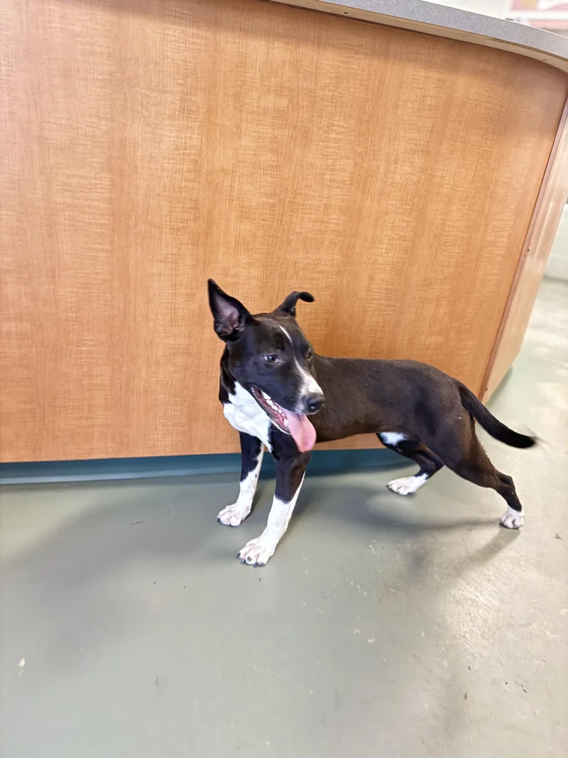 Buttercup thumbnail 3