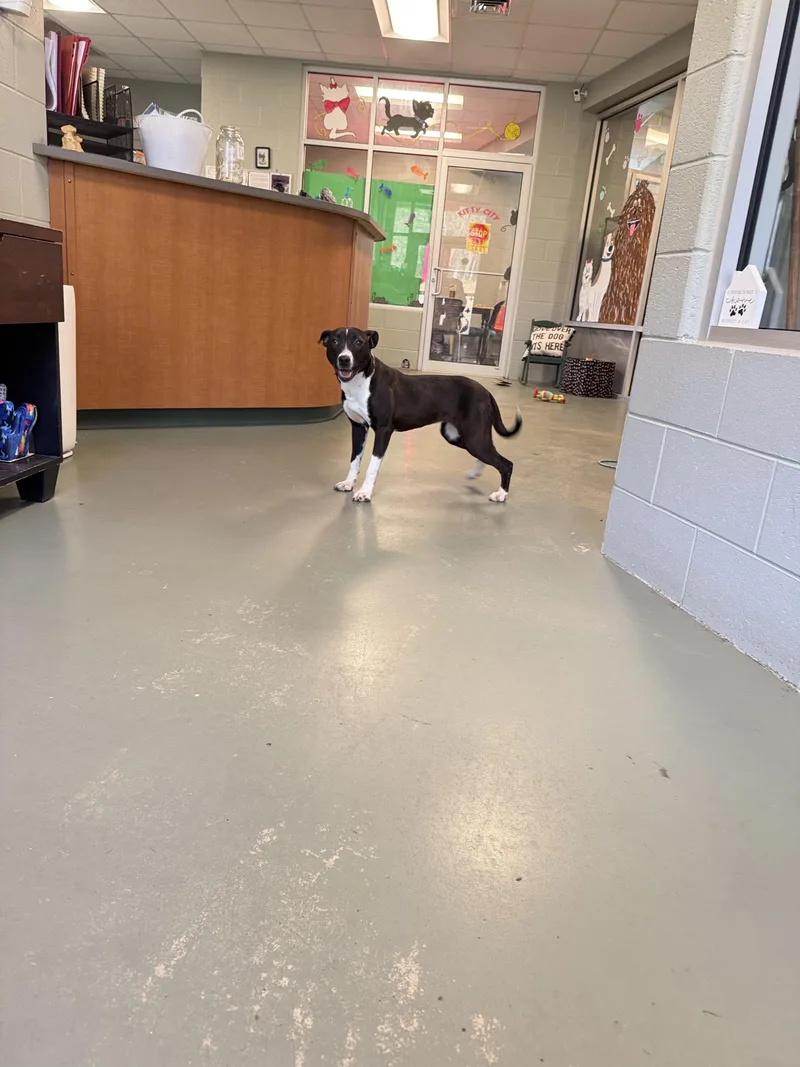 Buttercup thumbnail 4