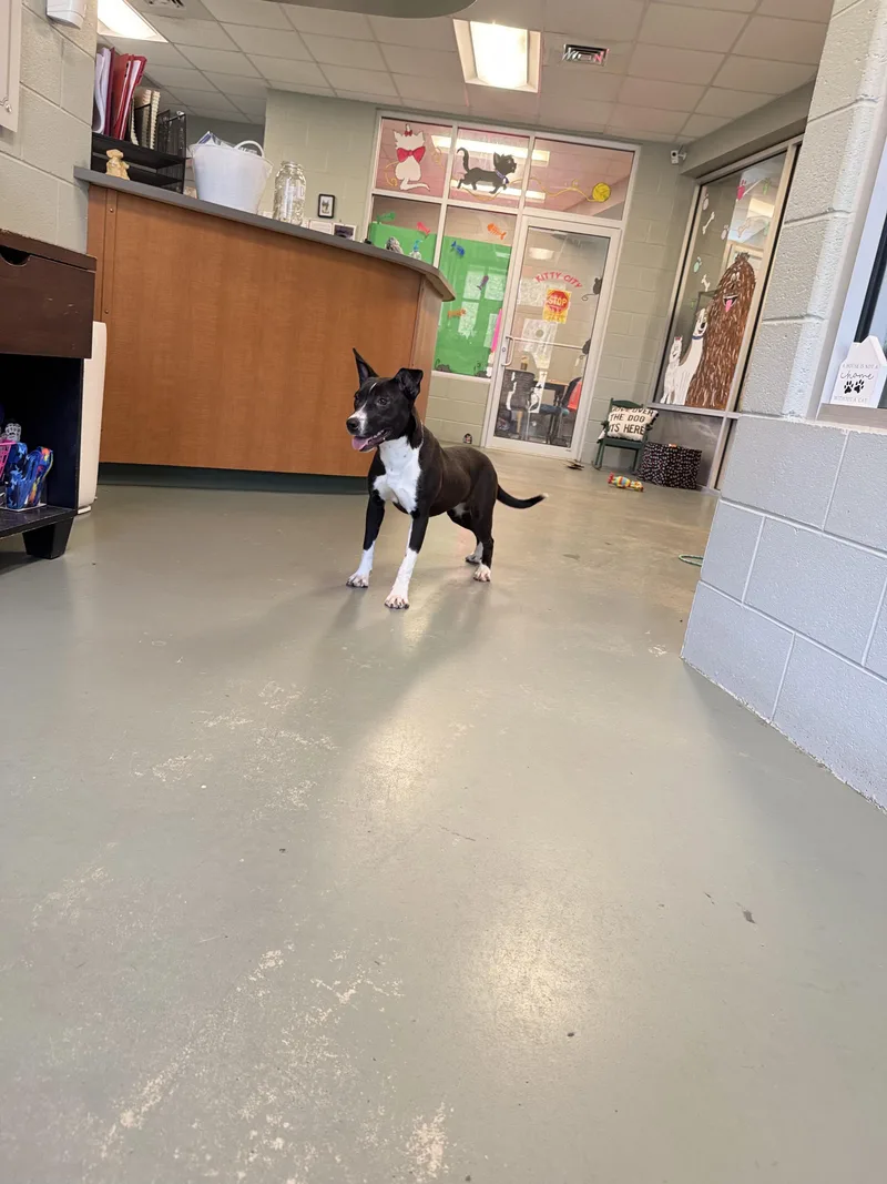 Buttercup thumbnail 5