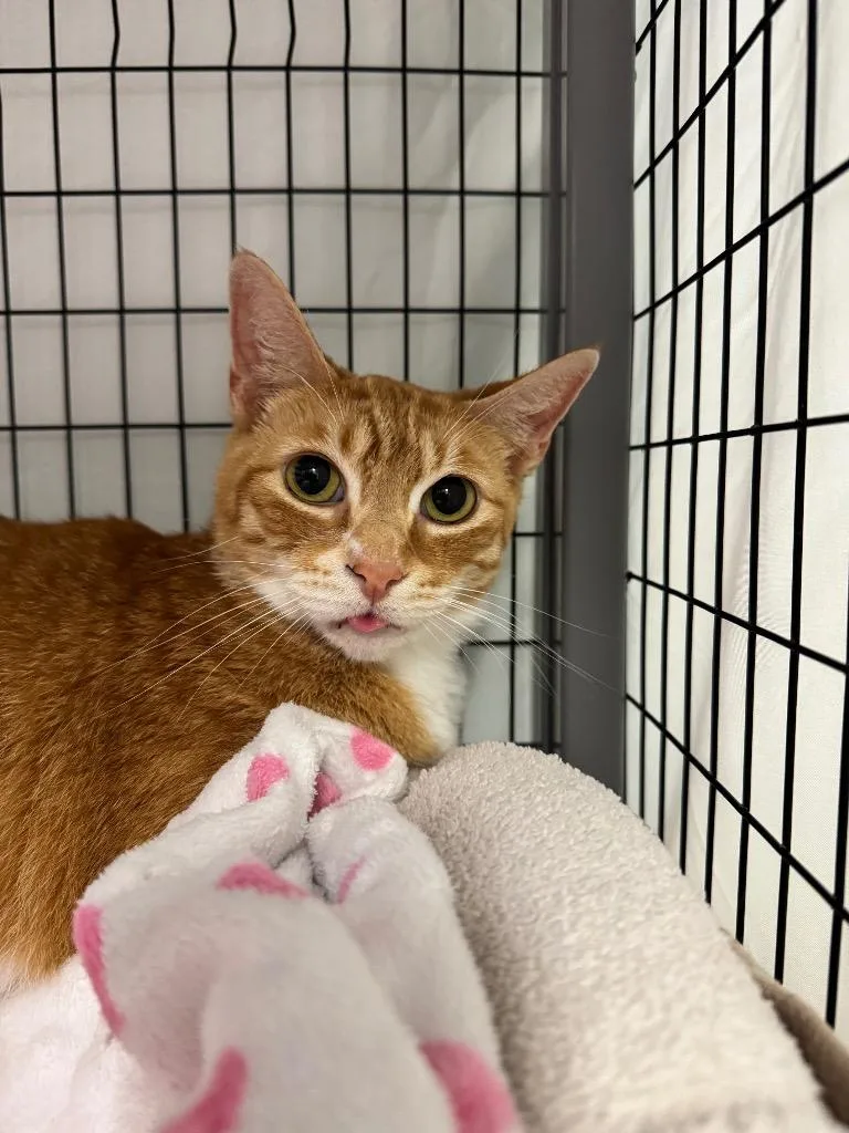 An adult large-sized male Domestic Short Hair cat named Chandler for adoption in Grants Pass, OR