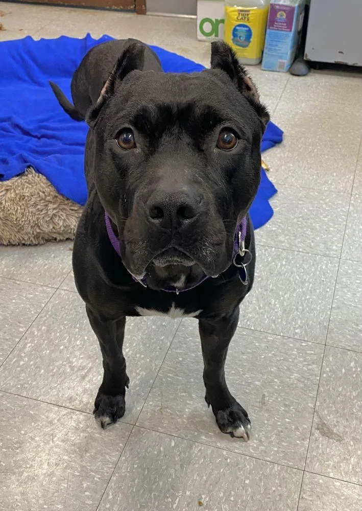 An adult large-sized male Black Mixed Breed dog named Onyx for adoption in Alexandria, VA