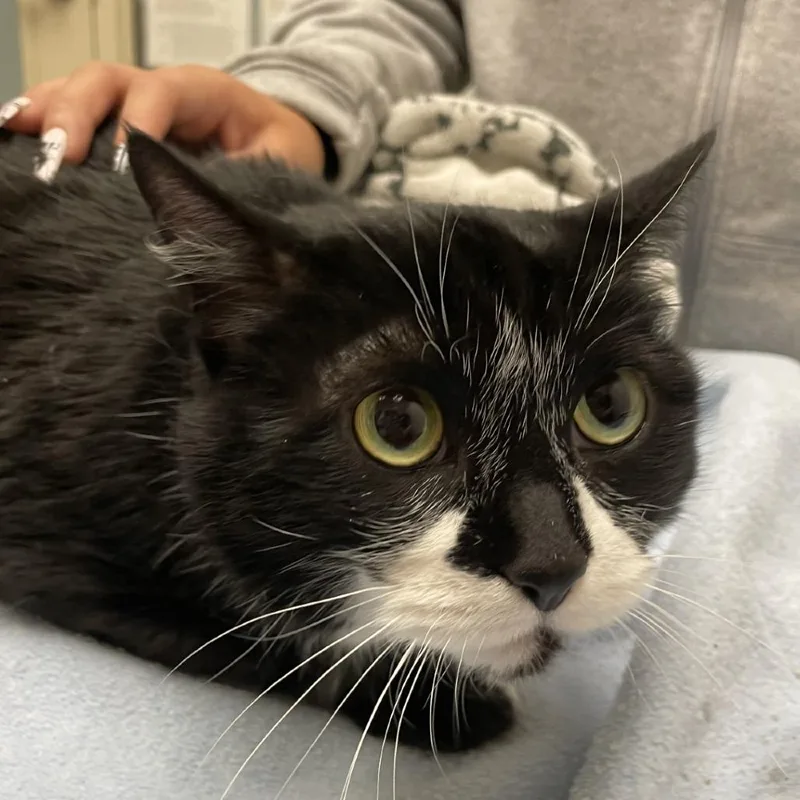 A senior medium-sized female Black Domestic Short Hair cat named Jean Luc for adoption in Murray, UT