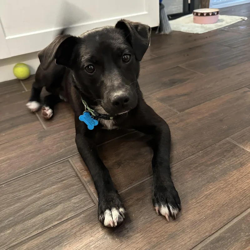 A baby medium-sized male Black Labrador Retriever dog named Jonah for adoption in Plainfield, IL