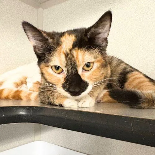 A baby small-sized female Domestic Short Hair cat named Neapolitan for adoption in Aurora, CO