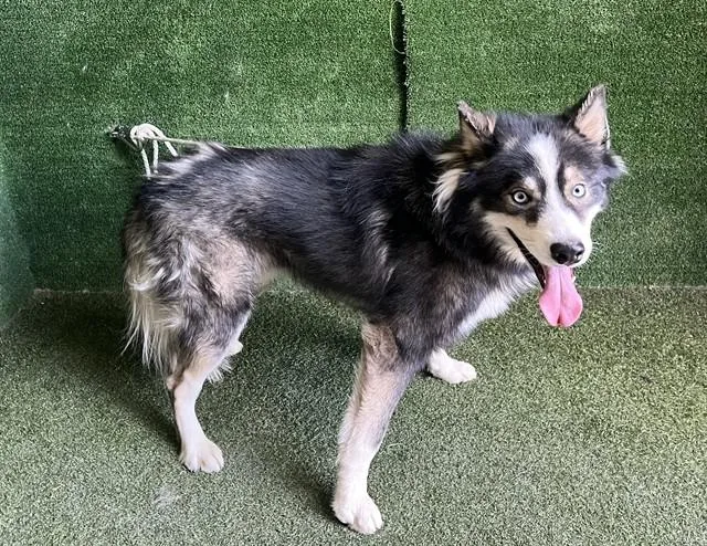 A young medium-sized male Siberian Husky dog named Chulo for adoption in Lancaster, CA