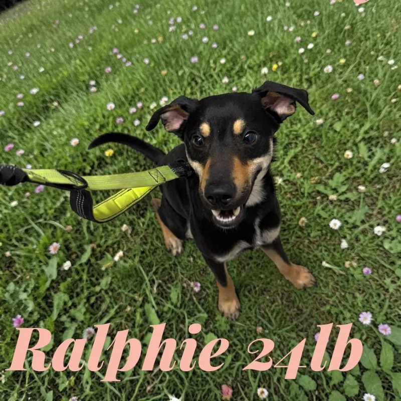 A baby medium-sized male Terrier dog named Ralphie for adoption in Camden, TN