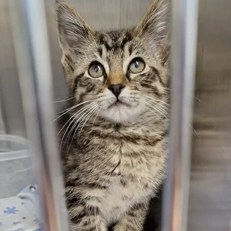 A baby small-sized male Gray / Blue / Silver Domestic Short Hair cat named Spunk for adoption in Montgomery, AL