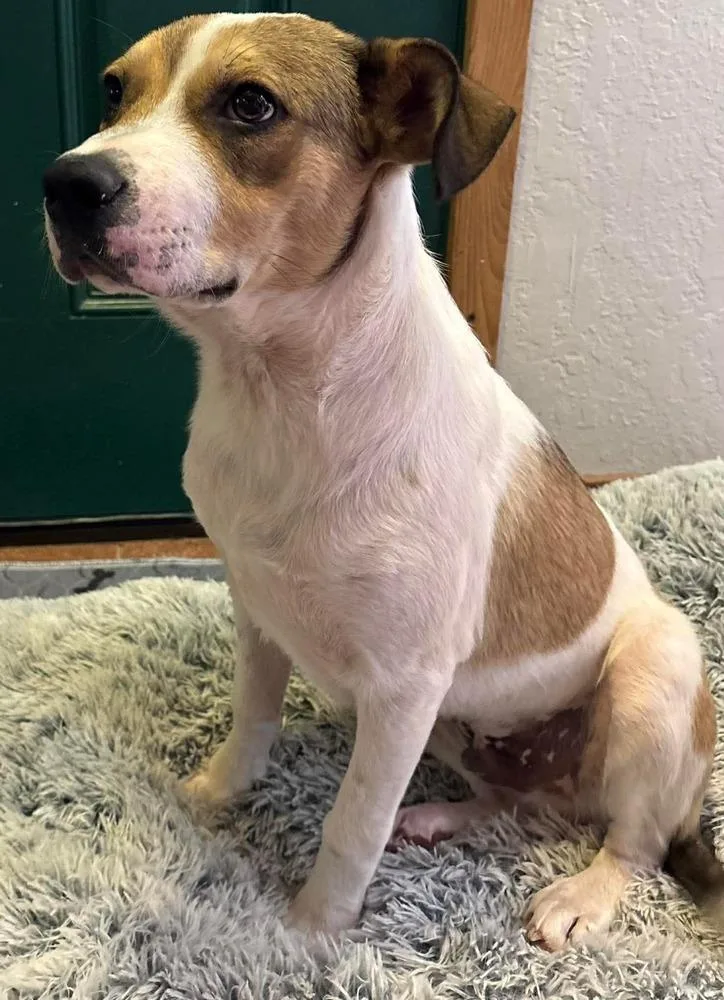 A baby medium-sized male White / Cream Australian Cattle Dog / Blue Heeler dog named George for adoption in Shawnee, OK