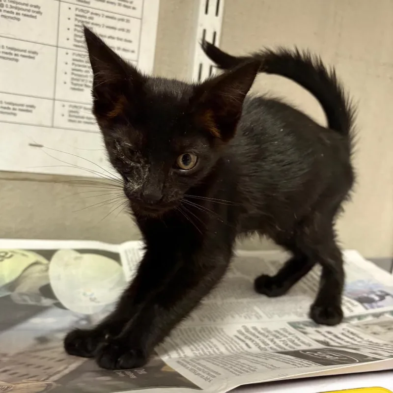 A baby small-sized male Black Domestic Short Hair cat named Gordon for adoption in Yuma, AZ