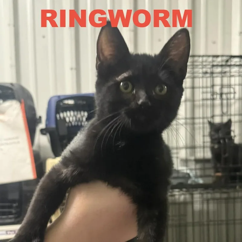 Skyler Spinach thumbnail 2