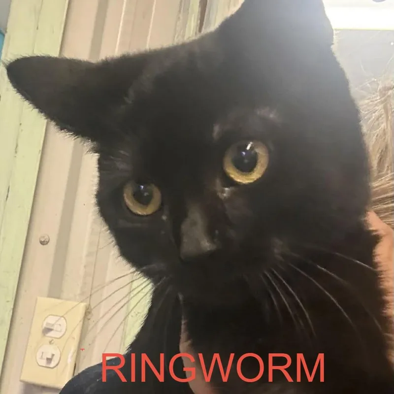 Skyler Spinach thumbnail 3