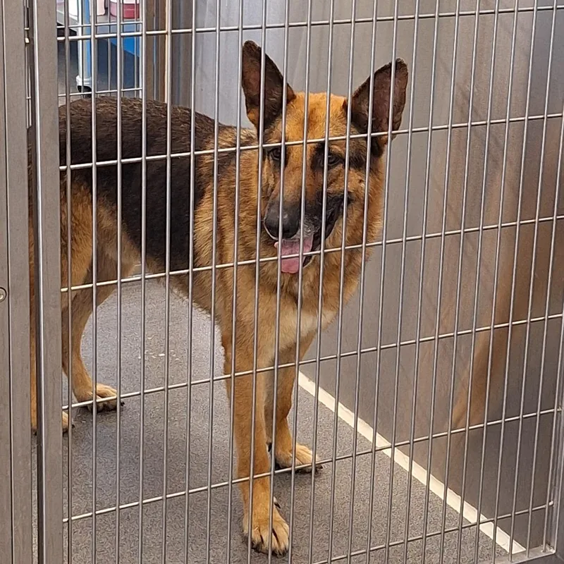 Choji